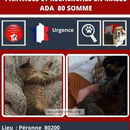 Photo 1/1 Chat retrouvé Perdu à Peronne