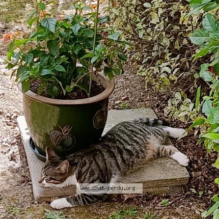 Photo 1/1 Angus Chat perdu à Pleurtuit