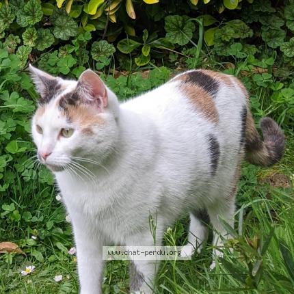 Photo de chat perdu à Drancy 93700