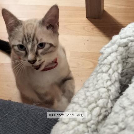 Photo de chat trouvé à Bordeaux