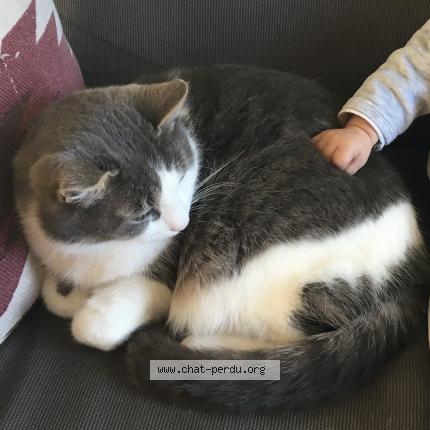 Photo 1/1 Bichette Chat perdu à Super besse