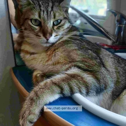 Photo de chat perdu à Mereville