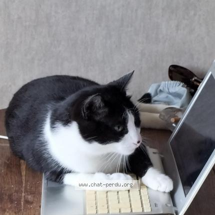 Photo de chat perdu à Marmande