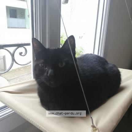 Photo de chat perdu à Reims