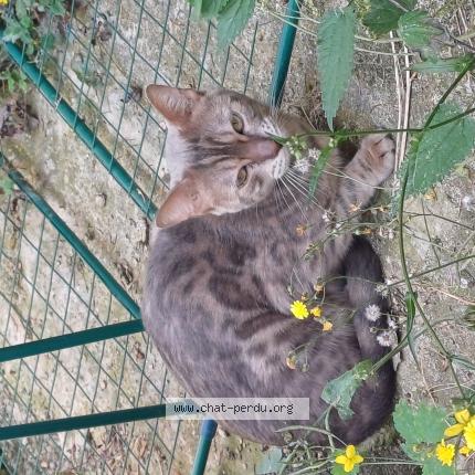 Photo de chat trouvé à Hangest Sur Somme
