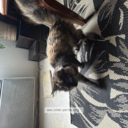 Photo de chat perdu à La Rochelle