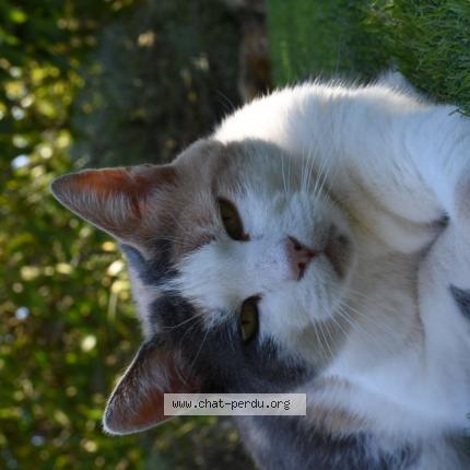 Photo 1/1 Frimousse Chat perdu à Tourves