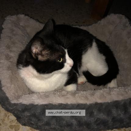 Photo de chat perdu à Marseille