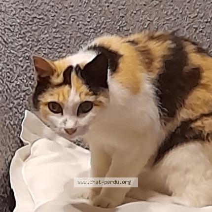 Photo de chat trouvé à Fouras