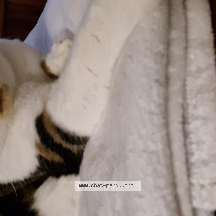 Photo 1/1 Chat retrouvé Perdu à Reyrieux