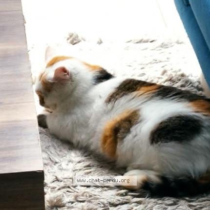 Photo 1/1 Maman Chat perdu à Blanquefort