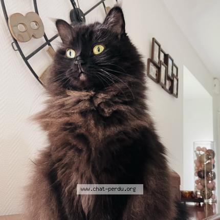 Photo de chat perdu à Le Bono