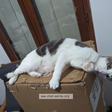 Photo 1/1 Chat retrouvé Perdu à Paris