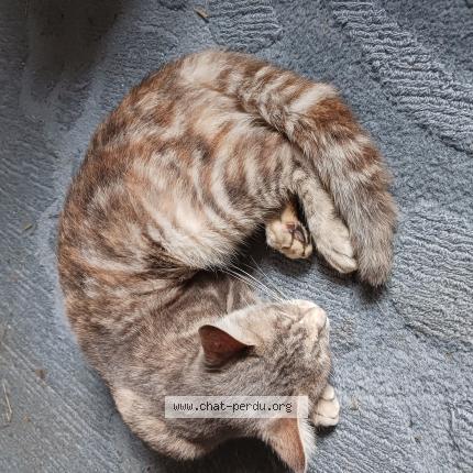 Photo de chat trouvé à Le Plessis Grohan