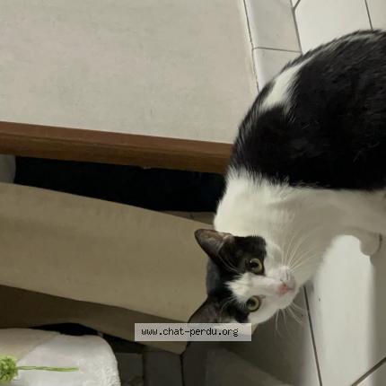 Photo de chat perdu à Bures Sur Yvette