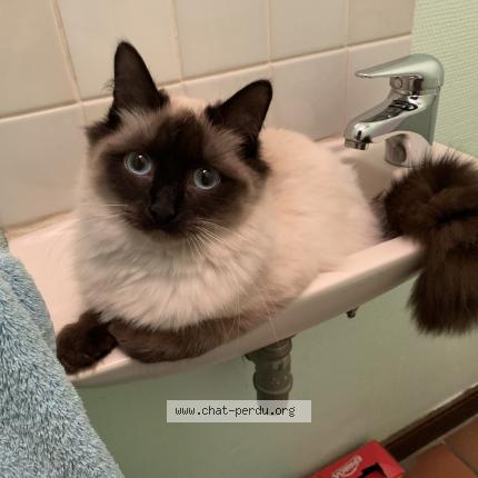Photo de chat perdu à Laval
