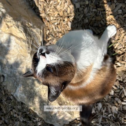 Photo 1/1 Luna Chat perdu à Mornas