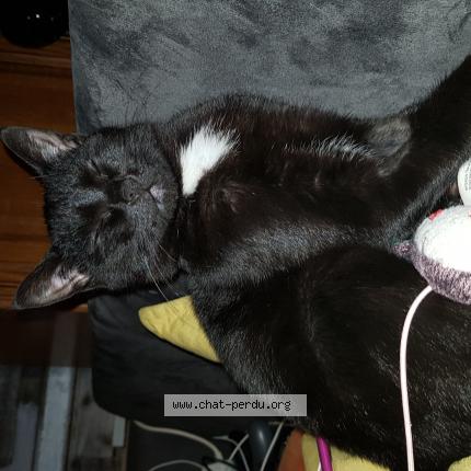 Photo de chat perdu à Joue Les Tours