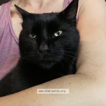 Photo 1/1 Chat retrouvé Perdu à Avrille