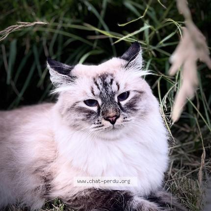 Photo 1/1 Chat retrouvé Perdu à Neuilly Sur Seine