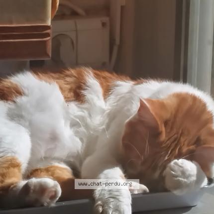 Photo de chat perdu à Sainte Foy Les Lyon