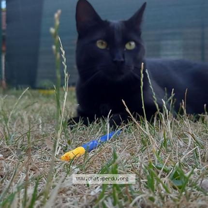 Photo 1/1 Bella Chat perdu à Anstaing