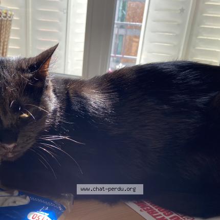 Photo 1/2 Panthère Chat perdu à Ales