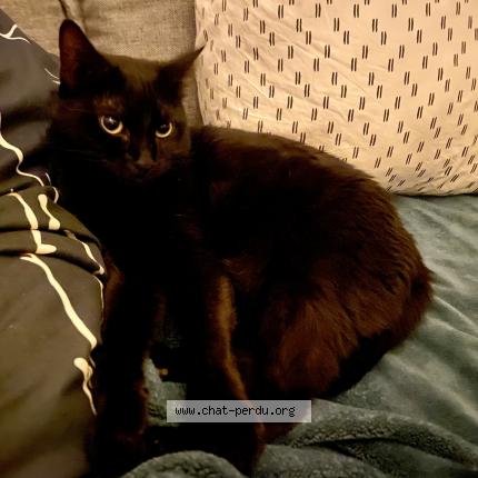 Photo 2/2 Panthère Chat perdu à Ales