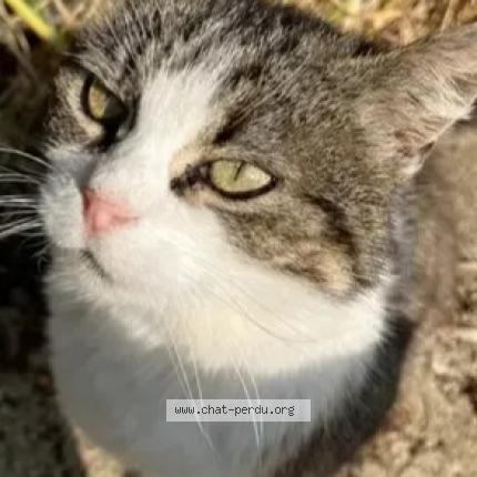 Photo de chat perdu à Narrosse
