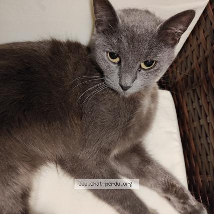 Photo de chat perdu à Chaillevette