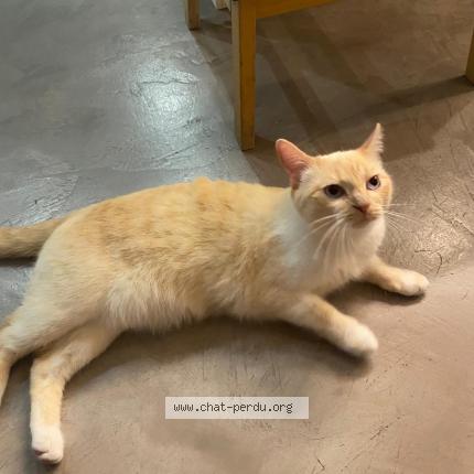 Photo 1/1 Chat retrouvé Perdu à Nice