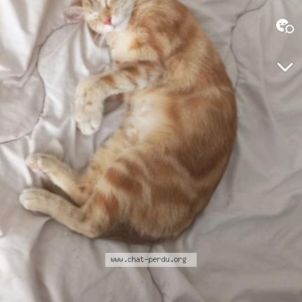 Photo de chat perdu à Guiscard
