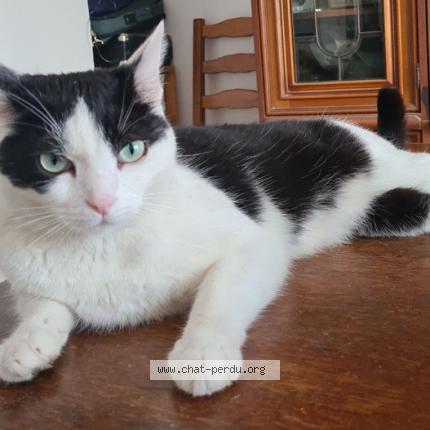 Photo de chat perdu à Le Blanc Mesnil
