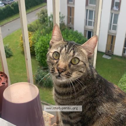 Photo 1/1 Chat retrouvé Perdu à Villejuif