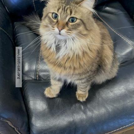 Photo 1/1 Miso Chat perdu à Saint lazare