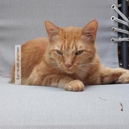 Photo de chat perdu à Montauban 82000