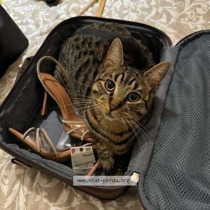 Photo de chat perdu à Villiers Sur Marne