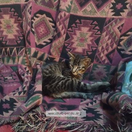 Photo 1/1 Chat retrouvé Trouvé à Chaillac Sur Vienne