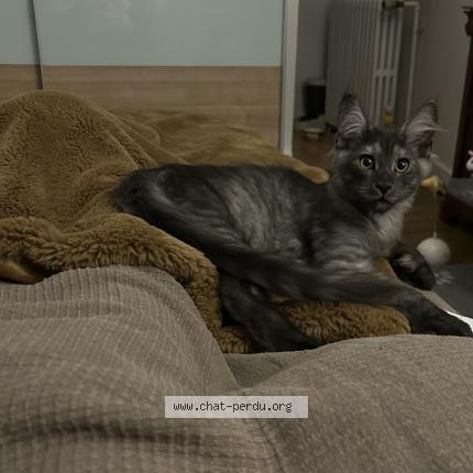 Photo 1/1 Chat retrouvé Perdu à Begles