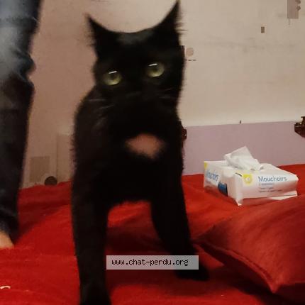 Photo de chat trouvé à Orleans