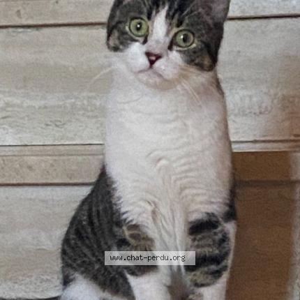 Photo 1/1 Chat retrouvé Perdu à Cauffry