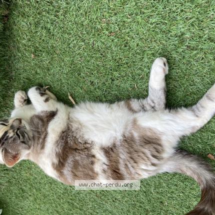 Photo de chat perdu à Montauban