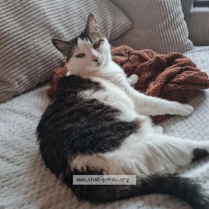 Photo de chat perdu à Torcy