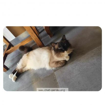 Photo de chat perdu à Lattre Saint Quentin