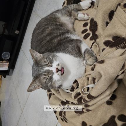 Photo de chat perdu à Sainte Savine