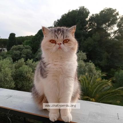 Photo de chat perdu à Antibes