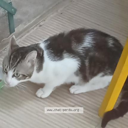 Photo 1/1 Chat retrouvé Trouvé à Tours