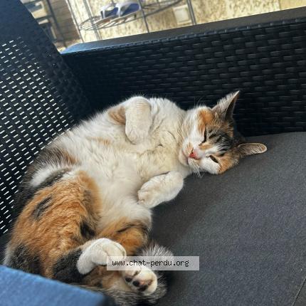 Photo de chat perdu à Barcares