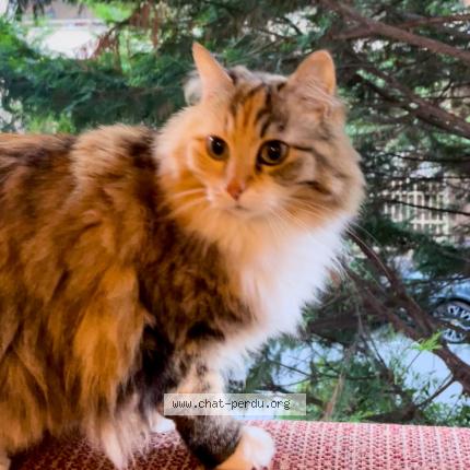 Photo de chat trouvé à Paris