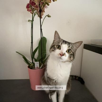 Photo 1/1 Chat retrouvé Perdu à Sarreguemines